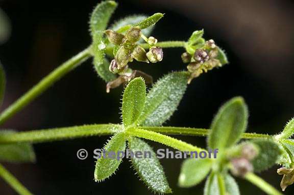 galium bolanderi 4 graphic